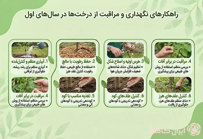 آموزش کاشت نهال و مرافپقبت و نگهداری از درخت